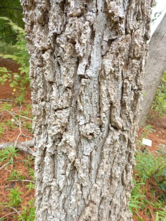 Close-up of a tree trunk with rough, textured bark. Green foliage and pine needles are visible in the background, resembling the fine details of a Salix 'Chilean Pencil Willow' 8'' Pot.