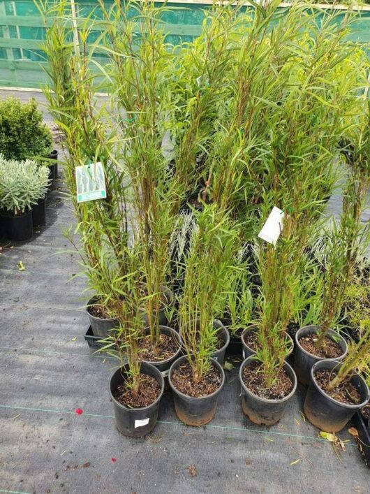 Salix 'Chilean Pencil Willow' 8'' Pot