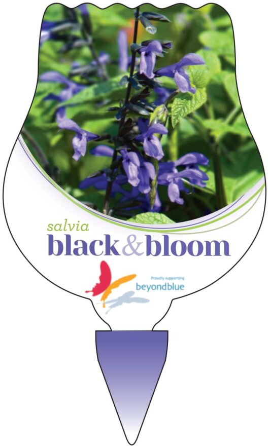 Label for "Salvia 'Black and Bloom' 6" Pot," featuring vibrant purple flowers and lush green foliage. In support of beyondblue, it includes the text next to a butterfly logo, highlighting beauty and hope.