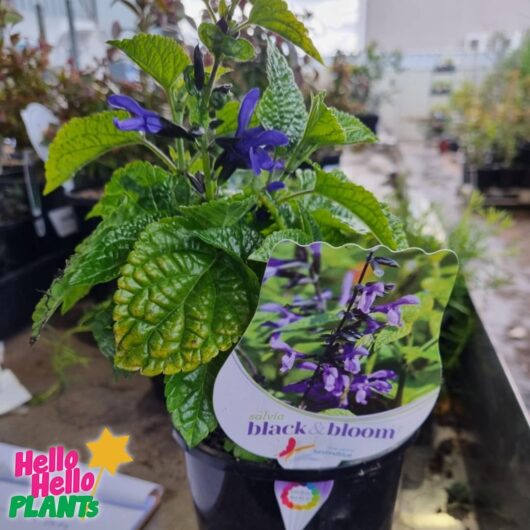 Salvia 'Black and Bloom' 6" Pot