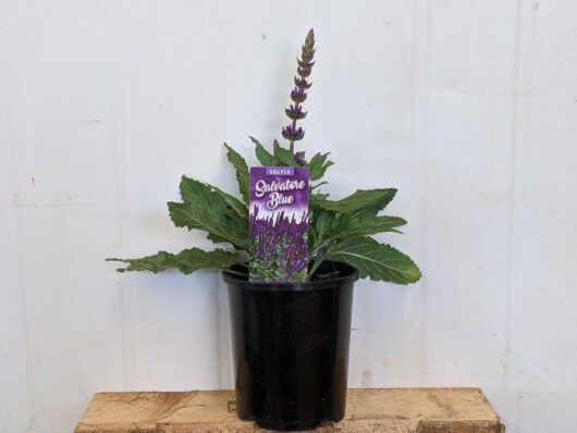 Salvia 'Salvatore Blue' 6" Pot