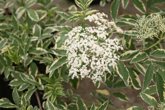 Close-up of the Sambucus 'Variegated Elderberry' in an 8" pot, highlighting its striking white flowers and green leaves with cream edges.