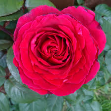 Close-up of the Rose 'Scarlet Queen Elizabeth' bush form, showcasing its vibrant red, layered petals set against a background of lush green leaves, capturing the majestic beauty characteristic of this variety.