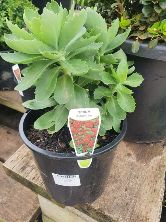 An 8-inch pot of Sedum 'Autumn Joy', showcasing a label with an image of its vibrant blooms, rests elegantly on a wooden surface.