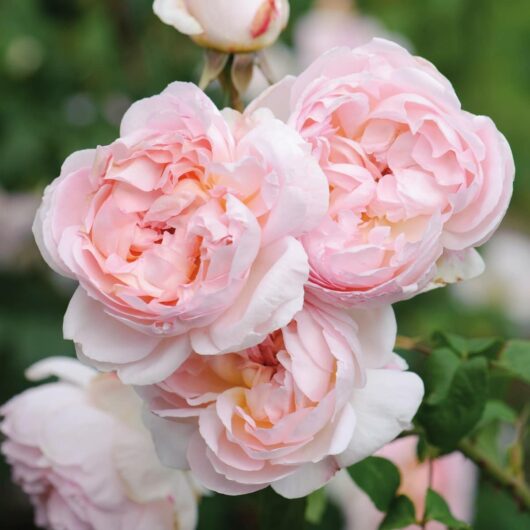 Close-up of three Rose 'Sharifa Asma' bush blooms in full flower against a lush green leafy background, highlighting their delicate pale pink petals.
