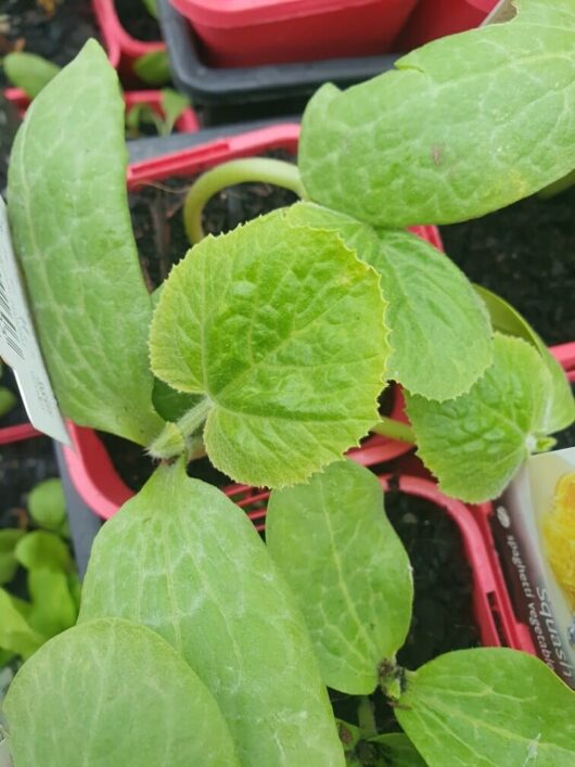 Close-up of young squash 'Spaghetti' plant leaves in a vibrant 4" pot. The green leaves, adorned with textured veins, promise the potential of future harvests.