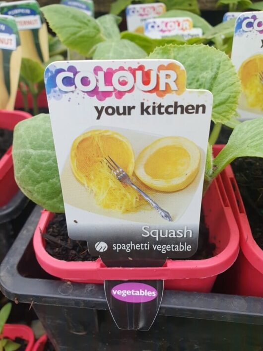 Label for Squash 'Spaghetti' 4" Pot, featuring an image of spaghetti squash twirled around a fork with the text "Color your kitchen with vibrant flavors.