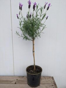 The Lavandula 'Avonview' Lavender (Standard) in an 8" pot features a single slender stem with vibrant purple blooms, gracefully presented on a wooden surface against a pristine white backdrop.
