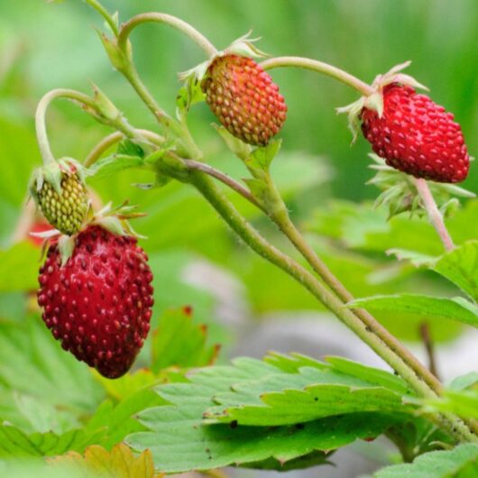 Three ripe strawberries from the 'Alpine Red' plant and one unripe green strawberry hang from a plant in a 4" pot, surrounded by vibrant green leaves.