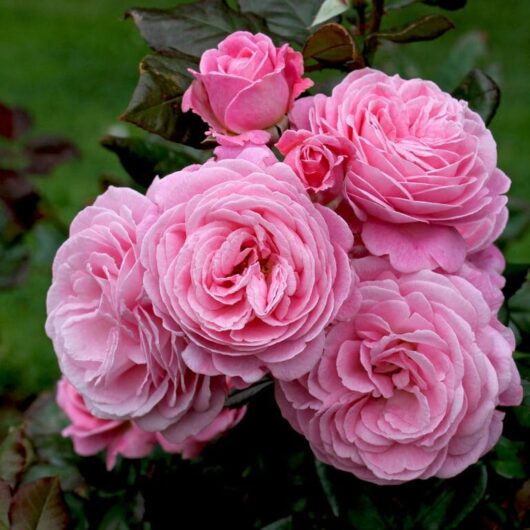 Summer Romance: Rose 'Summer Romance' PBR Bush Form features pink roses in full bloom with lush green leaves in the background, creating an ideal scene.