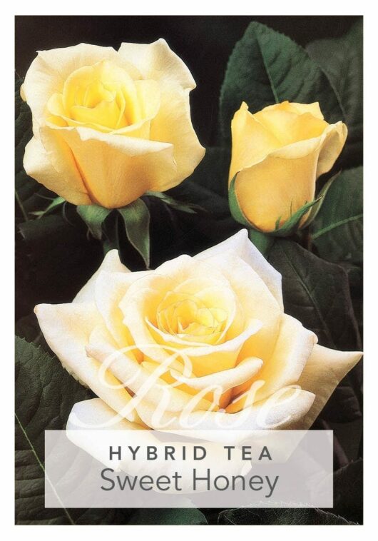 Three yellow roses from the 'Sweet Honey' bush bloom gracefully, with green leaves providing a lush background.