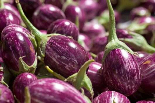 Close-up of multiple round, purple and white striped 'Thai' eggplants from a 4" pot, ideal for cultivation.