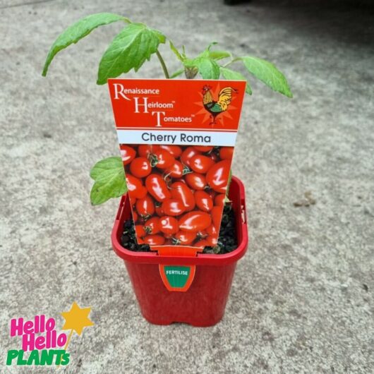 Tomato 'Cherry Roma' 4" Pot