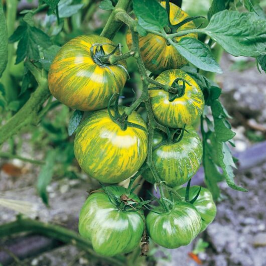 Tomato 'Green Zebra' 4" Pot features vibrant green and yellow striped tomatoes growing in clusters, adding unique charm and color to any garden or windowsill.