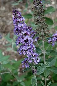 A close-up of the Buddleja 'True Blue' flower showcases its vibrant purple hue set against lush green leaves in the background, flourishing beautifully in a 6" pot.