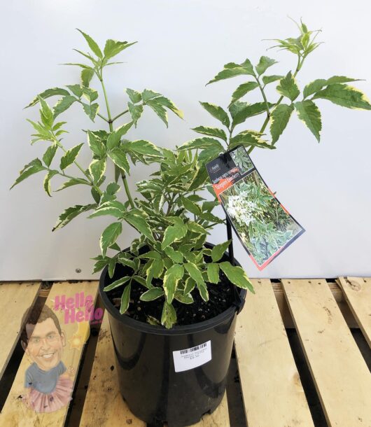 Sambucus 'Variegated Elderberry' 8" Pot