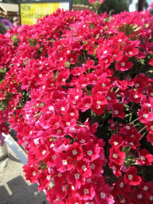 A lush cluster of vibrant Verbena 'Cadet™ Red' flowers in full bloom adorns a 6" pot, with small green leaves beneath. A partially visible sign in the background hints at a new plant variety.
