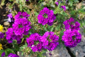 verbena hybrid peruviana cadet upright purple flowering