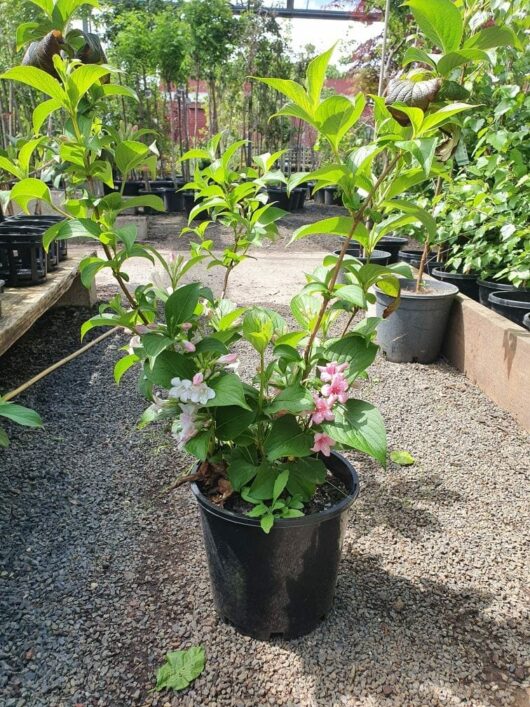 An 8" pot containing Weigela rosea 'Pink', with lush green leaves and vibrant pink flowers, brightens the gravel-covered garden center.