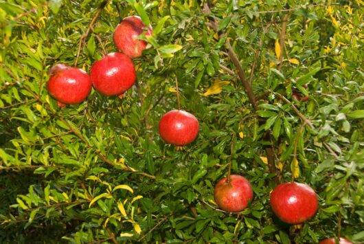 Punica 'Wonderful' Pomegranates, planted in a 6" pot, create a stunning display in any garden. Their vibrant red fruit hangs from lush green branches, adding a touch of exotic beauty to your outdoor space.