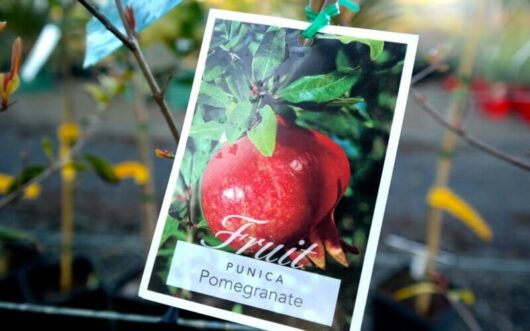 Tag with a picture of a Punica 'Wonderful' Pomegranate hanging from a plant, labeled as "Fruit, Pomegranate.