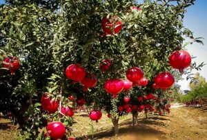 Rows of apple trees laden with red apples stretch under a clear sky, reminiscent of a vibrant Punica 'Wonderful' Pomegranate orchard in bloom.