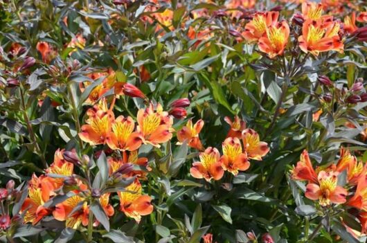Alstroemeria 'Indian Summer' (Peruvian Lily) in an 8'' pot is vibrant with orange and yellow blooms, set against a backdrop of lush green leaves, perfectly capturing the essence of an Indian summer.