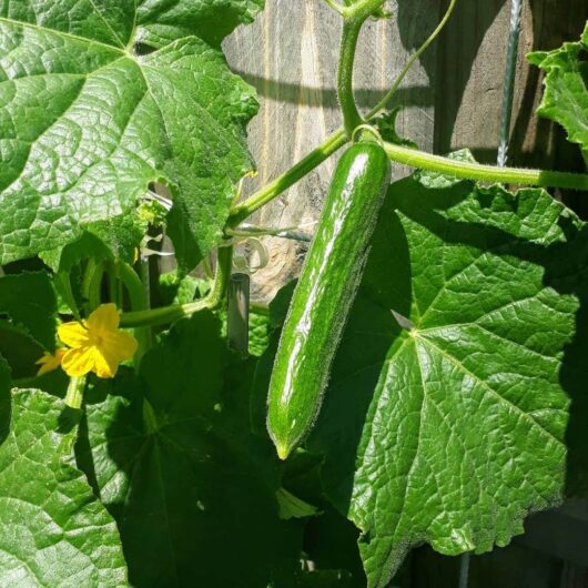 A pot containing a Cucumber 'Lebanese' plant, featuring large green leaves and a small yellow flower nearby, cradles the cucumber hanging on its vine.