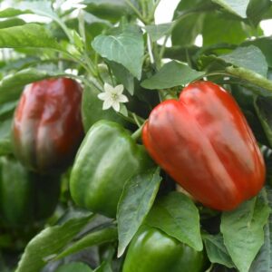 Capsicum 'Californian Wonder' peppers come in vibrant red and green and flourish in a 4" pot, surrounded by lush foliage and adorned with a small white flower, adding charm to any garden.