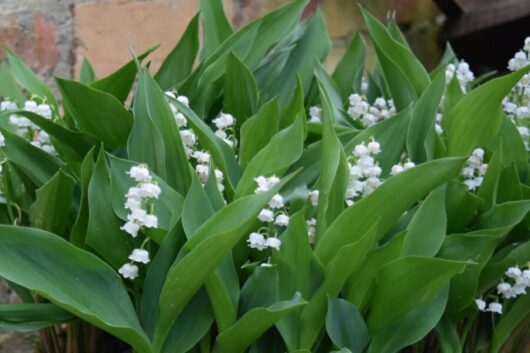 Convallaria 'Lily of the Valley' plants flourish in a 6" pot with their wide green leaves and clusters of delicate, white bell-shaped flowers.