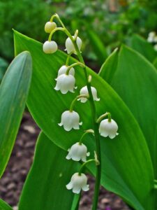A close-up view of Convallaria 'Lily of the Valley' flowers, showcasing their delicate blooms on a green stem surrounded by lush greenery, ideal for a 6" pot.
