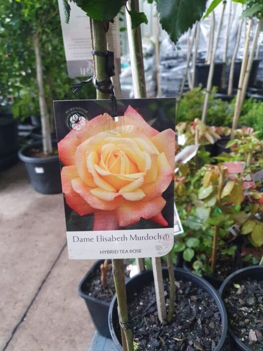 Rose 'Dame Elisabeth Murdoch'