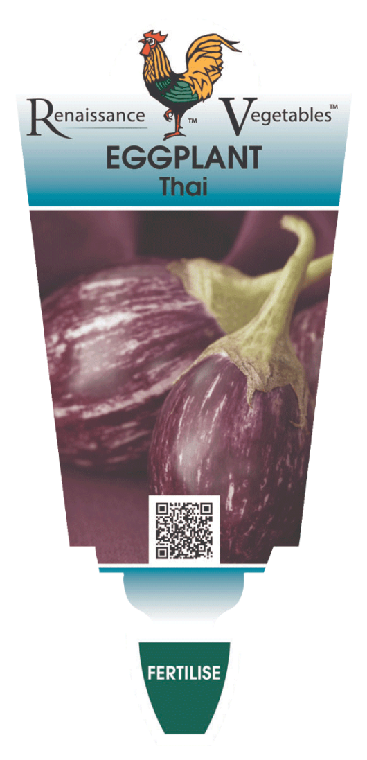 Eggplant 'Thai' 4" Pot