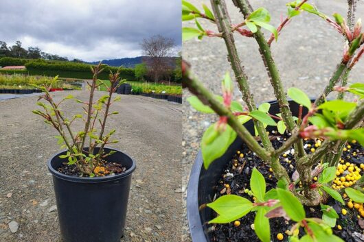 The Euonymus 'Burning Bush' in an 8" pot features green leaves with emerging red buds and is placed on a gravel road with a nursery visible in the background.