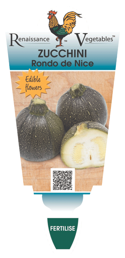 Zucchini 'Ronde de Nice' 4" Pot