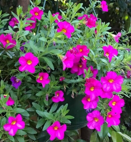 Calibrachoa 'Pink' 6" Pot
