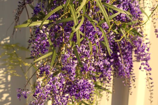 Hardenbergia 'Bliss'