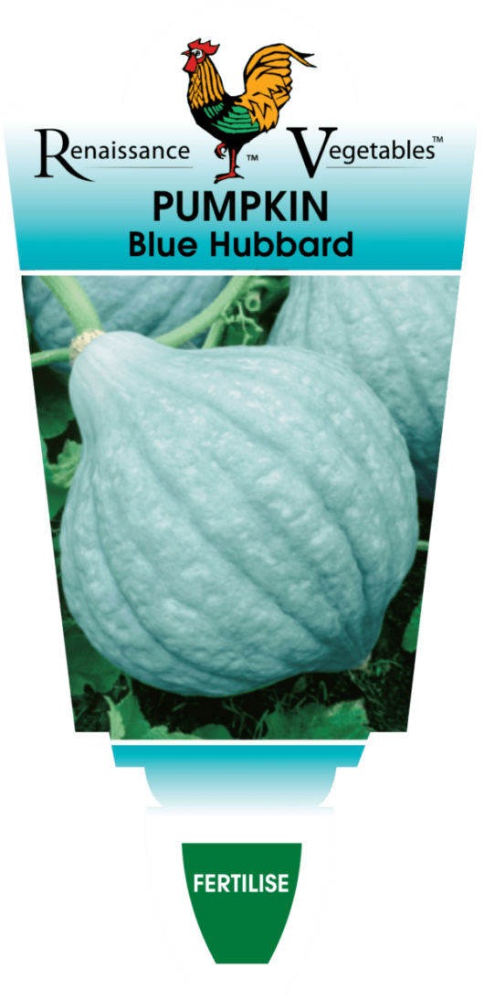 Pumpkin 'Blue Hubbard' 4" Pot