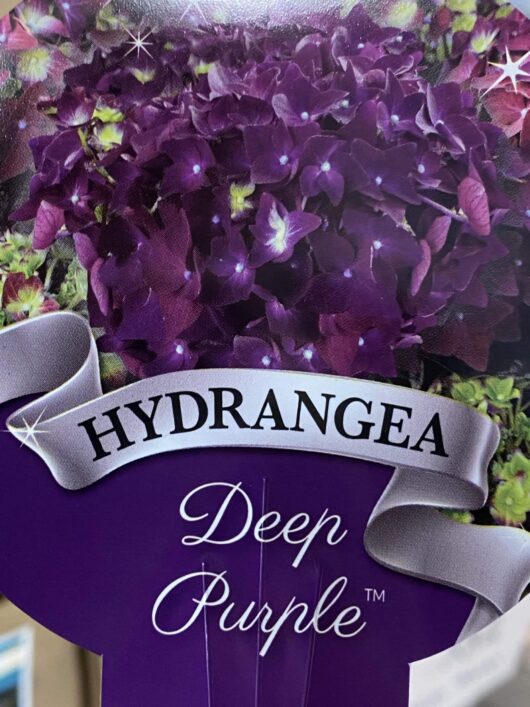 Hydrangea macrophylla 'Deep Purple'