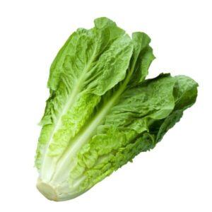 A fresh head of Lettuce 'Cos' from a 3" pot, featuring vibrant green leaves, isolated on a white background.