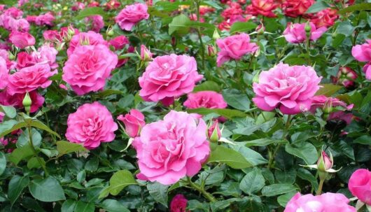 Rose 'Manou Meilland'