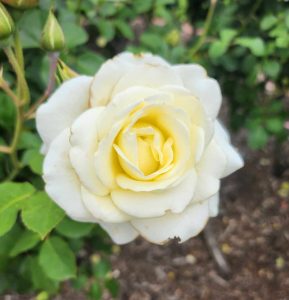 white spray rosa floribunda creamy white rose