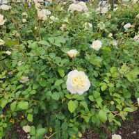 Rose 'White Spray'