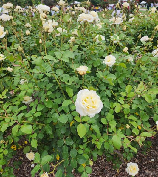 Rose 'White Spray'