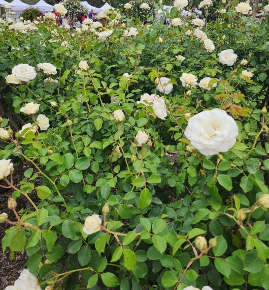 Rose 'White Spray'