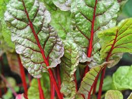 Close-up of the lush leaves of Silverbeet 'Ruby Chard,' showcasing their vibrant green hue with striking red stems, flourishing beautifully in a 4" pot.