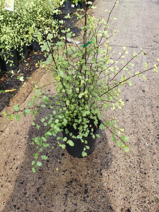 An elegantly potted Pittosporum 'Silver Sheen' with delicate, small green leaves on thin, branching stems is displayed in an 8" pot on a paved surface.