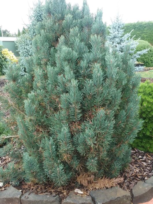 Pinus 'Spaan's Slow Column' Scot's Pine, featuring dense green needle-like leaves, planted in a garden and bordered by stones.