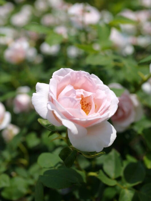 A close-up of a light pink rose from the Rose 'The Prioress' Bush Form, in full bloom and beautifully surrounded by lush green leaves with blurred foliage in the background.