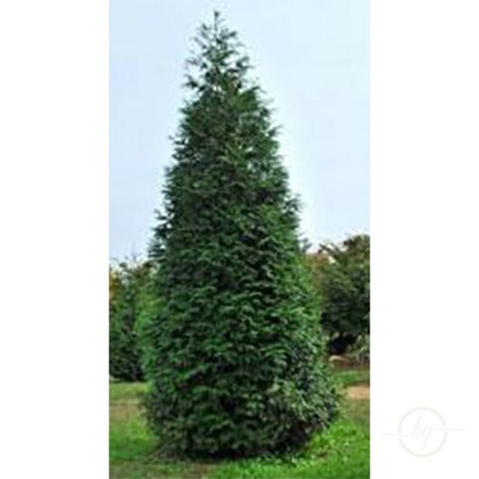 A tall, conical evergreen tree, specifically a Thuja plicata 'Western Red Cedar' from a 6" pot, stands gracefully in an open grassy area under a clear sky.